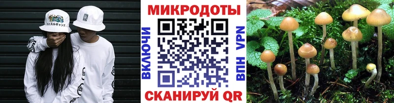 кракен зеркало  Карачаевск  Псилоцибиновые грибы мицелий 
